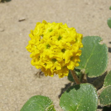 Abronia Latifolia Seeds – Yellow Sand Verbena Seeds