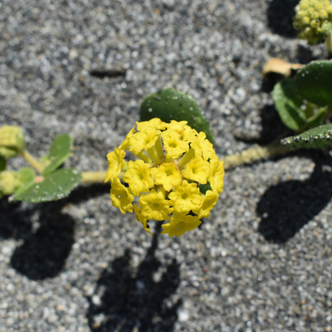 Abronia Latifolia Seeds – Yellow Sand Verbena Seeds