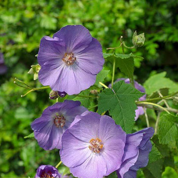Abutilon Seeds – Blue Striatum
