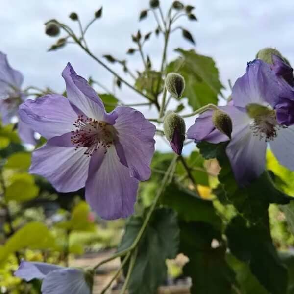 Abutilon Seeds – Blue Striatum
