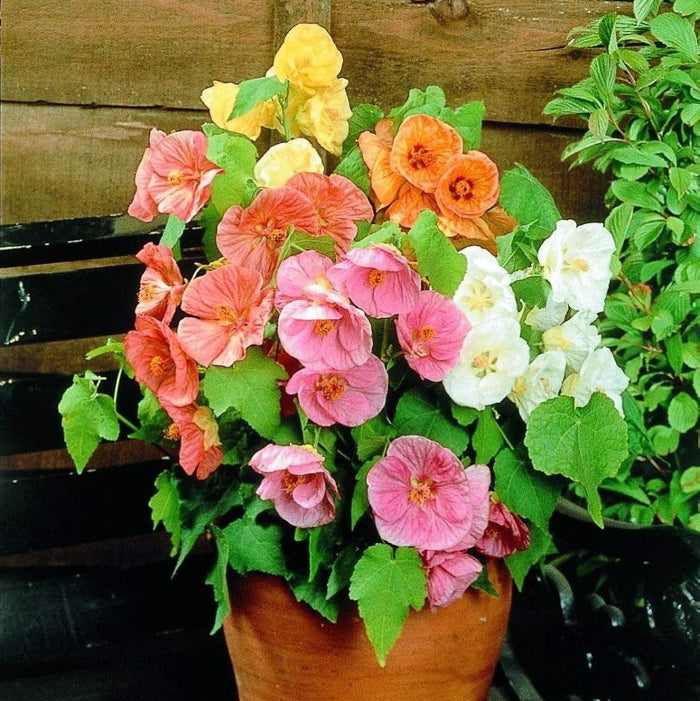 Abutilon Seeds – Hybridum
