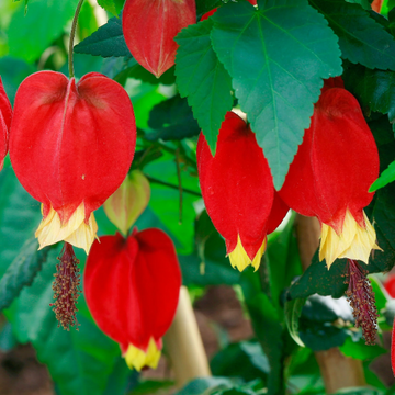 Abutilon Megapotamicum Seeds – Trailing Lantern