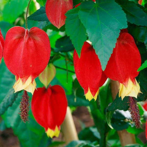Abutilon Megapotamicum Seeds – Trailing Lantern