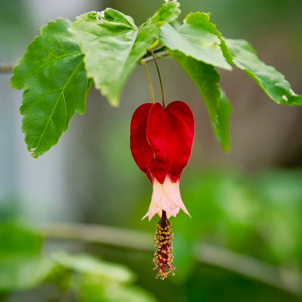Abutilon Megapotamicum Seeds – Trailing Lantern