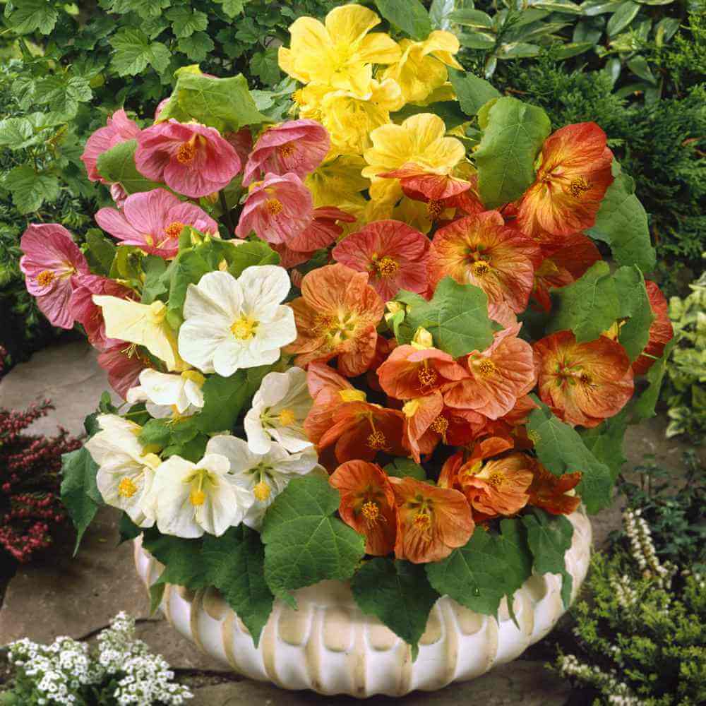 Abutilon Seeds – Mixed
