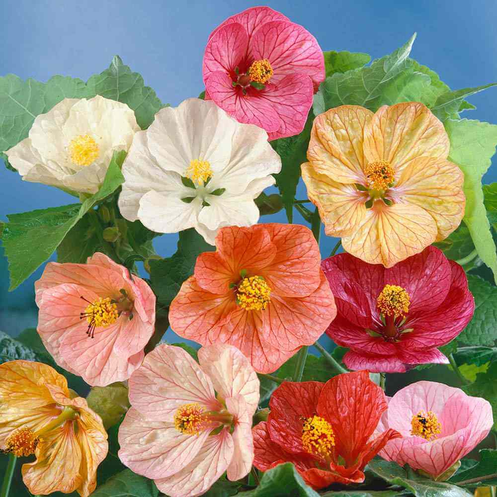 Abutilon Seeds – Mixed
