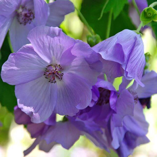 Abutilon Seeds – Blue Striatum
