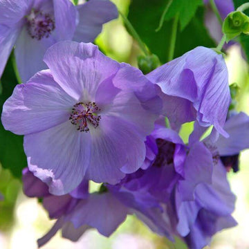 Abutilon Seeds – Blue Striatum
