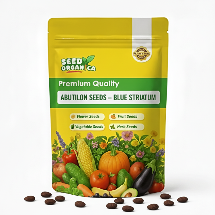 Abutilon Seeds – Blue Striatum