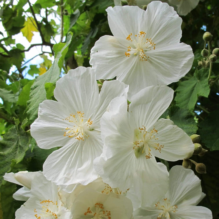Abutilon Seeds – Heirloom
