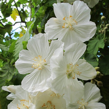 Abutilon Seeds – Heirloom

