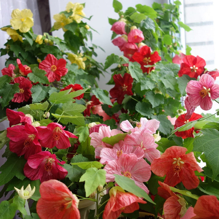 Abutilon Seeds – Hybridum
