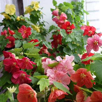 Abutilon Seeds – Hybridum
