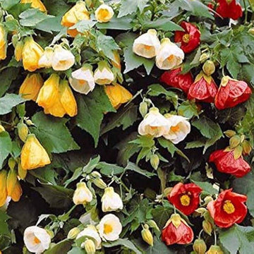 Abutilon Seeds – Mixed
