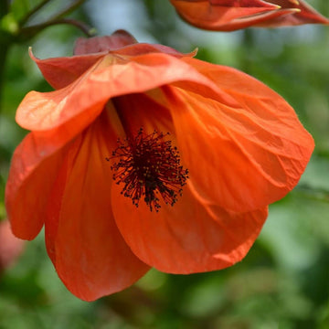Abutilon Seeds – Striatum
