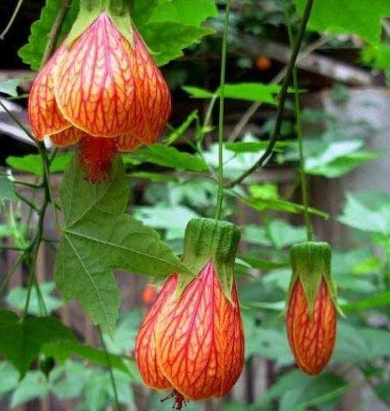 Abutilon Seeds – Striatum
