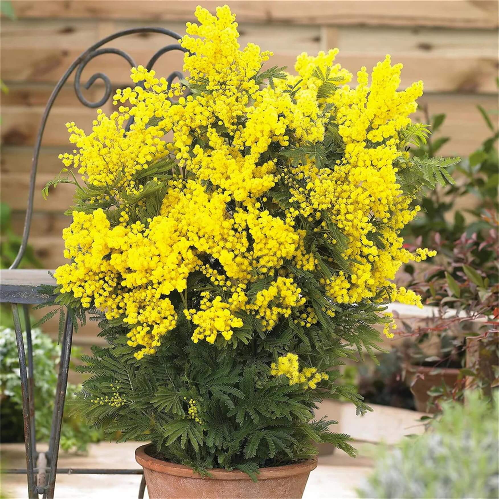 Acacia Dealbata Seeds - Flower Plant For Home Gardens