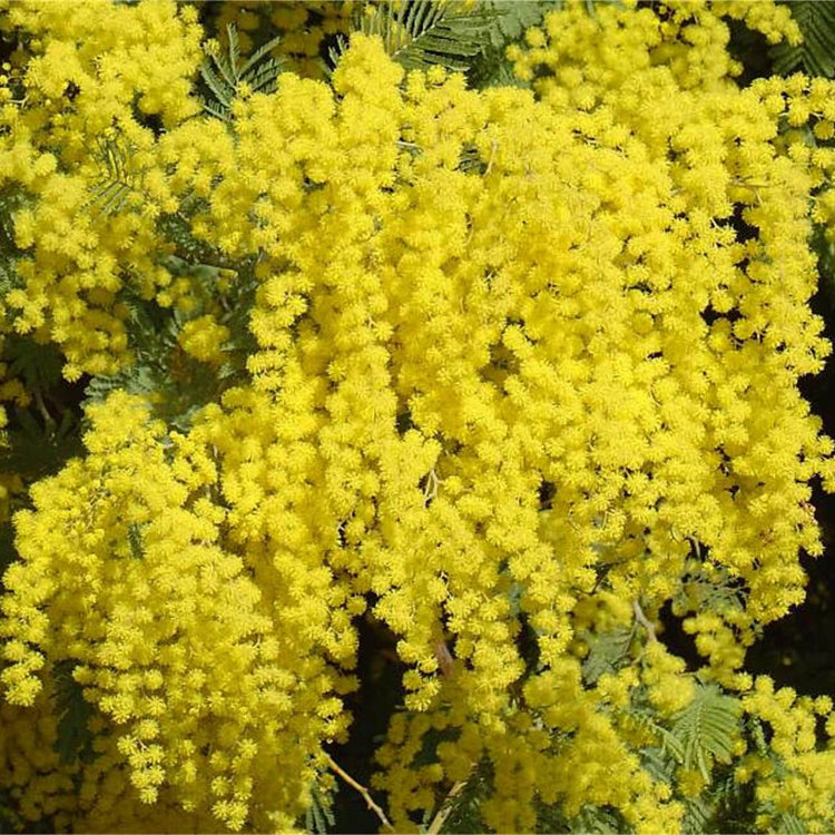Acacia Dealbata Seeds - Flower Plant For Home Gardens