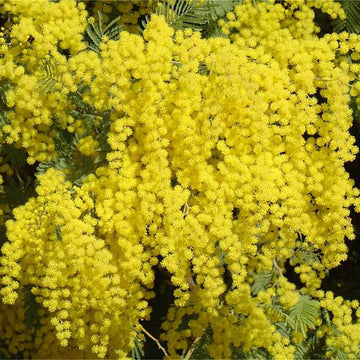Acacia Dealbata Seeds - Flower Plant For Home Gardens