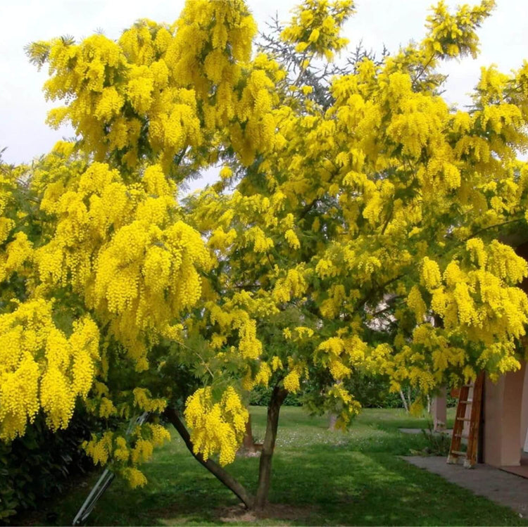 Acacia Dealbata Seeds - Flower Plant For Home Gardens