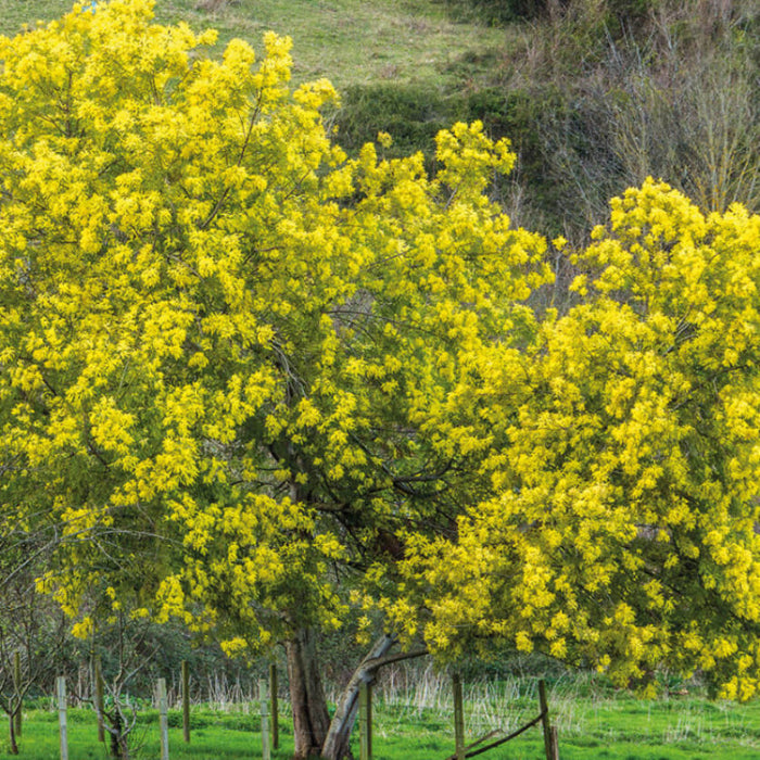 Acacia Dealbata Seeds - Flower Plant For Home Gardens