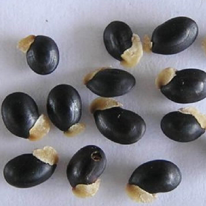 Acacia Dealbata Seeds - Flower Plant For Home Gardens