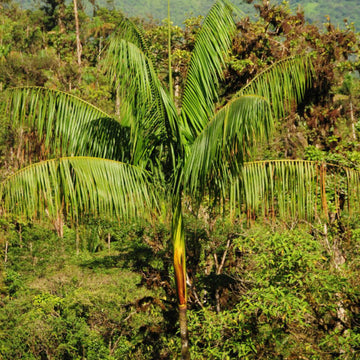 Acai Berry Seeds - Fruit Plant