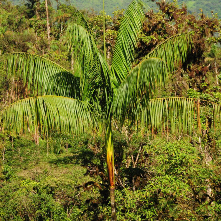 Acai Palm Seeds - Fruit Plant
