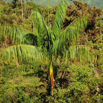 Acai Palm Seeds - Fruit Plant