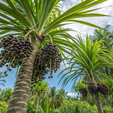 Acai Palm Seeds - Fruit Plant