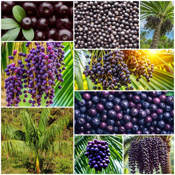 Acai Seeds - All In One For Home Gardens