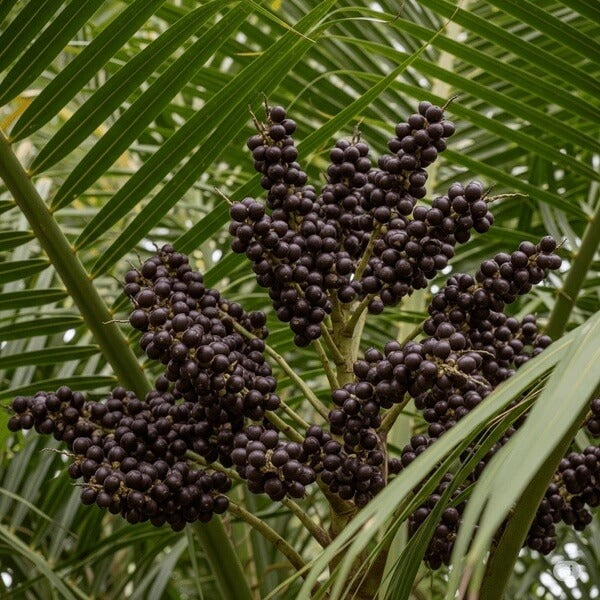 Acai Seeds - All In One For Home Gardens