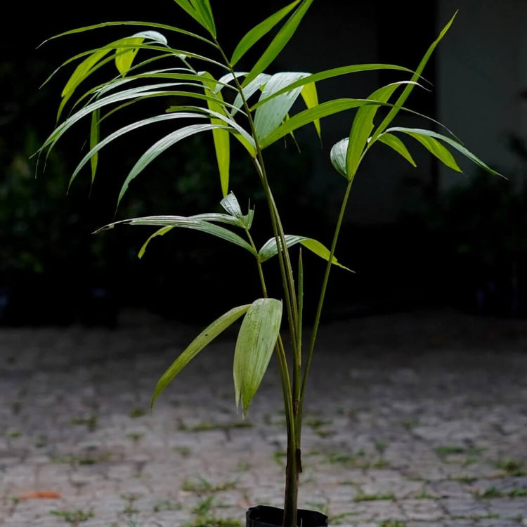 Acai Seeds - All In One For Home Gardens