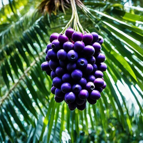Acai Seeds - All In One For Home Gardens