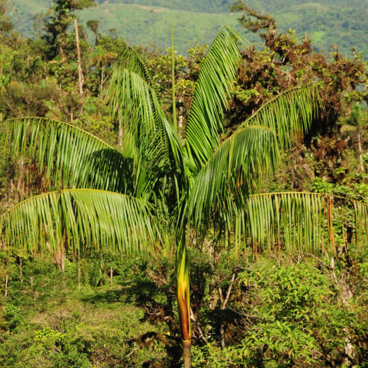 Acai Seeds - All In One For Home Gardens