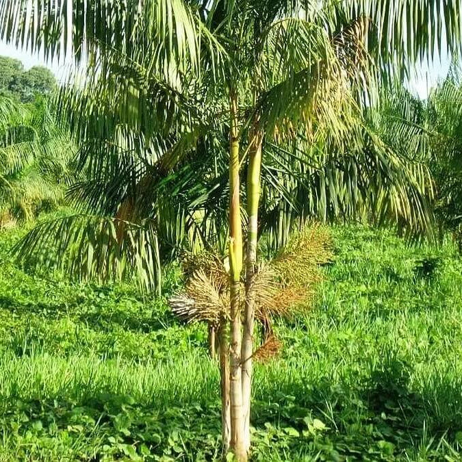 Acai Seeds - All In One For Home Gardens