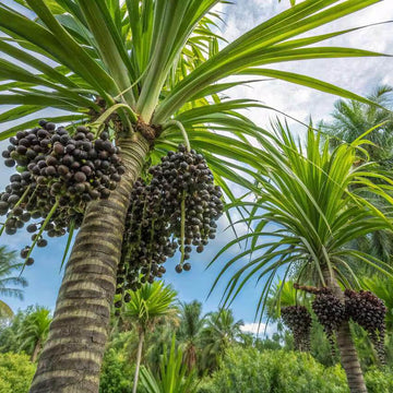 Acai Seeds - Fruit Plant For Home Gardens