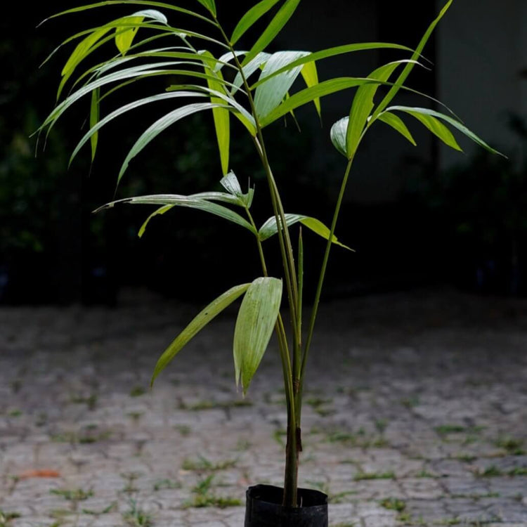 Acai Seeds - Fruit Plant For Home Gardens