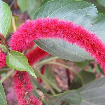 Acalypha Seeds – Chenille Kitten Tail
