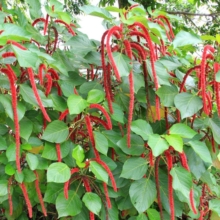Acalypha Seeds – Chenille Kitten Tail
