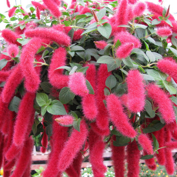 Acalypha Seeds – Dwarf Chenille (Pendula)