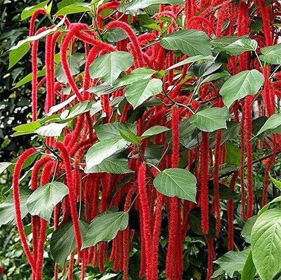 Acalypha Seeds – Garden
