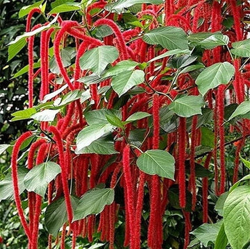 Acalypha Seeds – Garden
