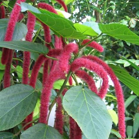 Acalypha Seeds – Garden
