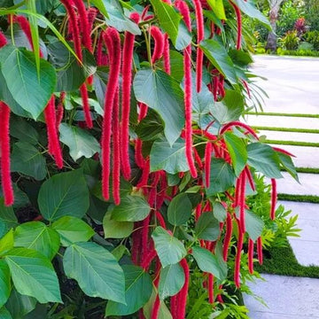 Acalypha Seeds – Hardy
