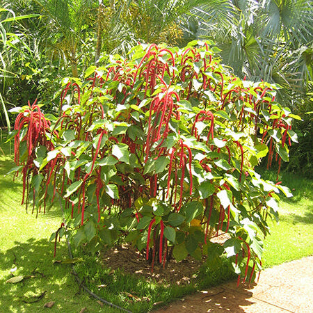 Acalypha Seeds – Hardy
