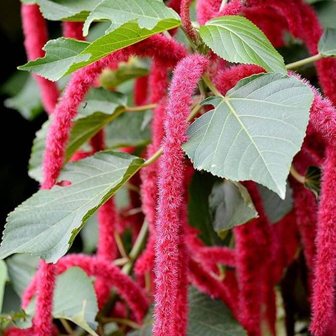 Acalypha Seeds – Pink Chenille
