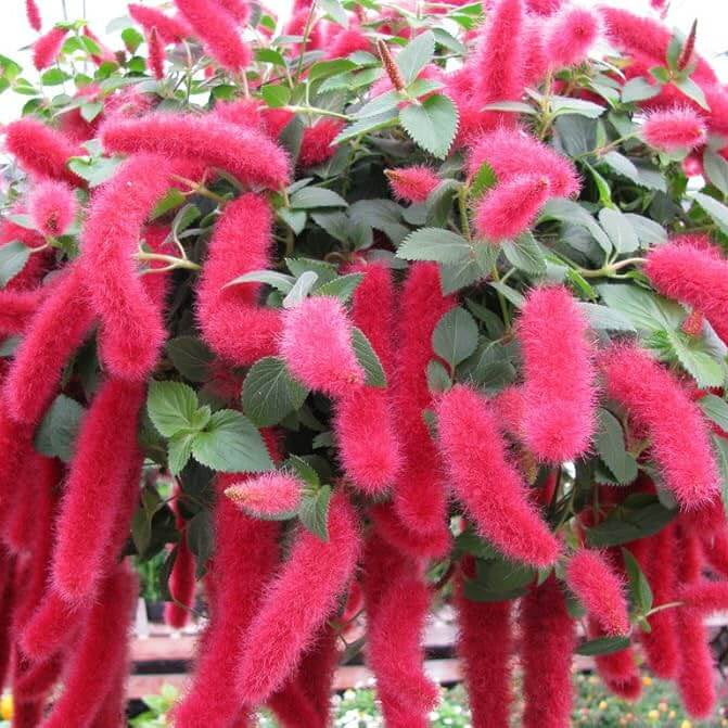 Acalypha Seeds – Pink Chenille
