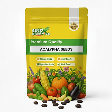 Acalypha Seeds