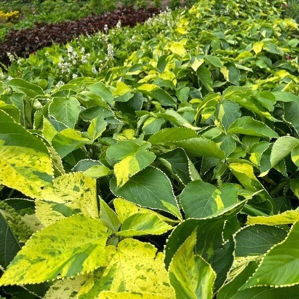 Acalypha Seeds